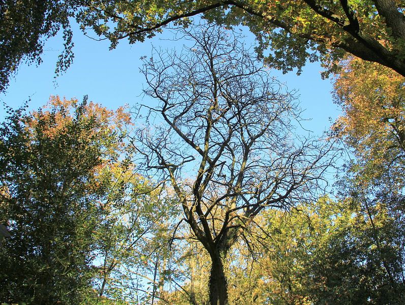 tree lot by Jose Lok