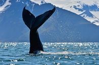 Humpback whale slapping its tail on the water. by Koen Hoekemeijer thumbnail