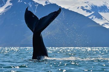 Bultrug walvis die z'n staart op het water slaat. van Koen Hoekemeijer