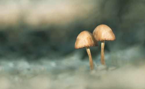 Paddenstoelen in het sprookjesbos