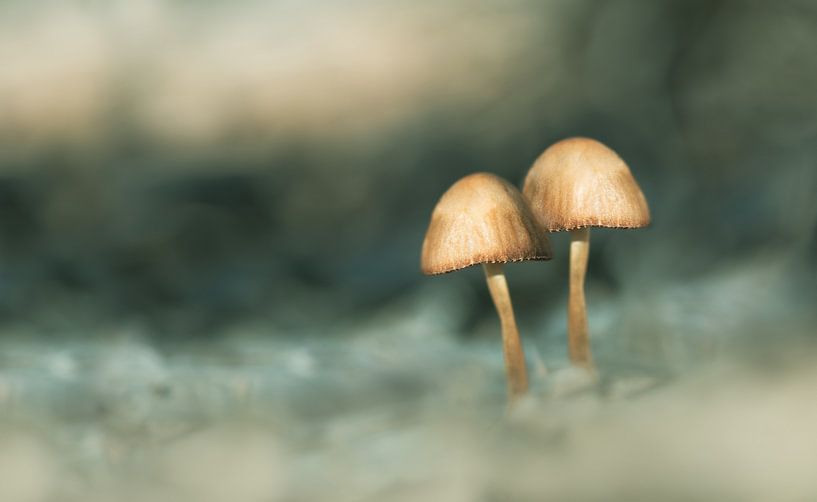 Pilze im Märchenwald von Leny Silina Helmig