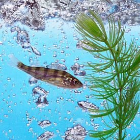 Fische in sauberem Süßwasser mit Wasserpflanzen und Luftblasen. von Marcus Wubbe