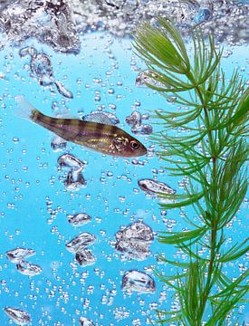 Visje in schoon fris water met waterplantje en luchtbellen. van Marcus Wubbe