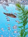 Visje in schoon fris water met waterplantje en luchtbellen. van Marcus Wubbe thumbnail