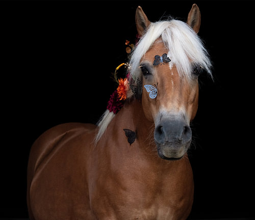 Haflinger with flowers and butterflies against a black background