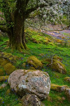 Verschillende wilde bloemen in het bos bij Buttermere, Cumbria, Engeland van Anges van der Logt