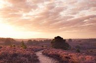 Purple glow by Rob Willemsen photography thumbnail
