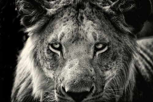 Close-up van een jonge mannetjes Leeuw, een portret.