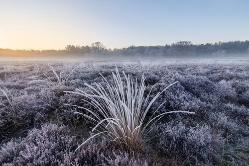 Winter op de heide