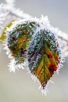 Color in the winter
