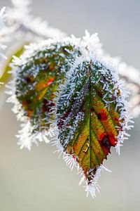 Farbe im Winter