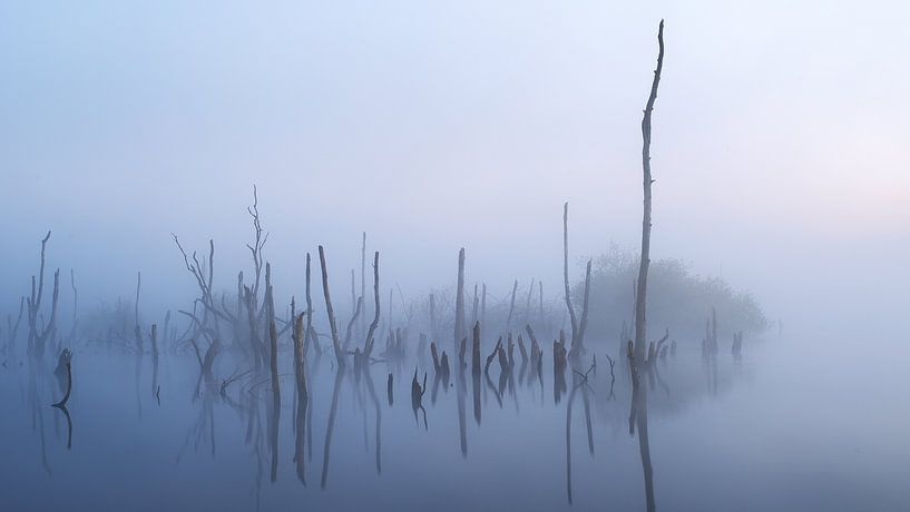 Drowned forest by Hillebrand Breuker