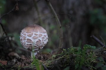 Champignons 2020