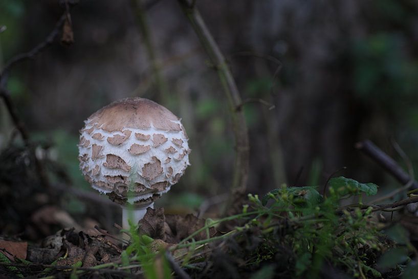 Champignons 2020 par Gerhard Hoogterp