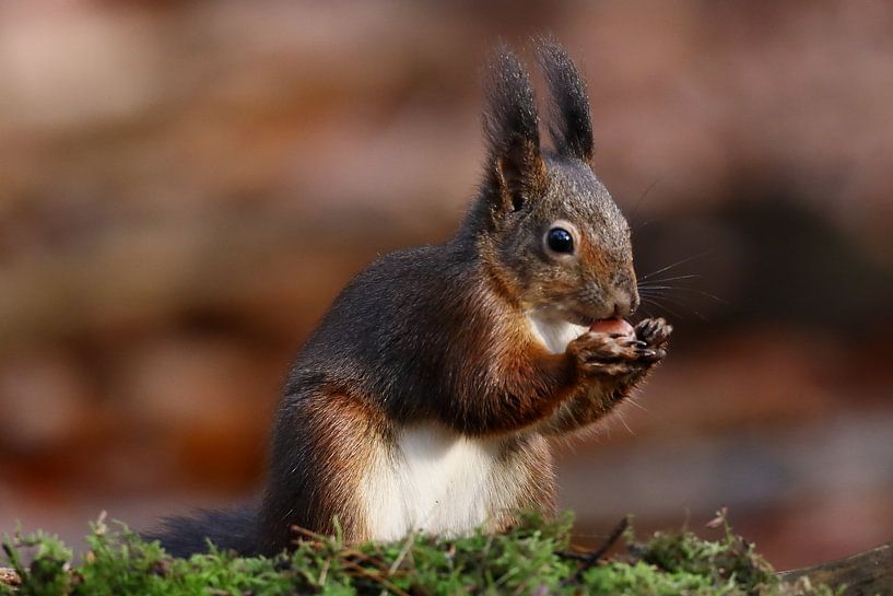 Eichhörnchen von Bauke Haitsma