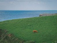Spanish cow