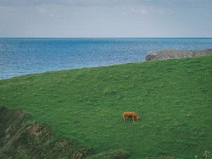 Vache espagnole sur Bas Koster