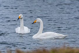 WIldenschwan von Merijn Loch