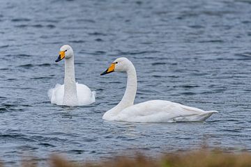 WIlde Swan sur Merijn Loch
