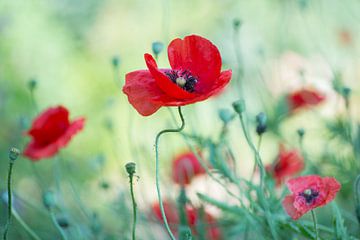 Die rote Farbe der Mohnblumen von Birgitte Bergman