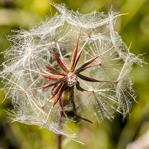 Pusteblume