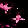 Fuchsie bei Nacht von Patrick Schwarzbach