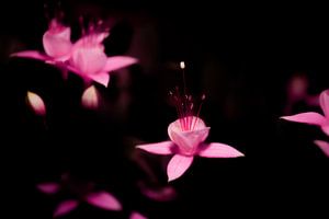 Fuchsie bei Nacht