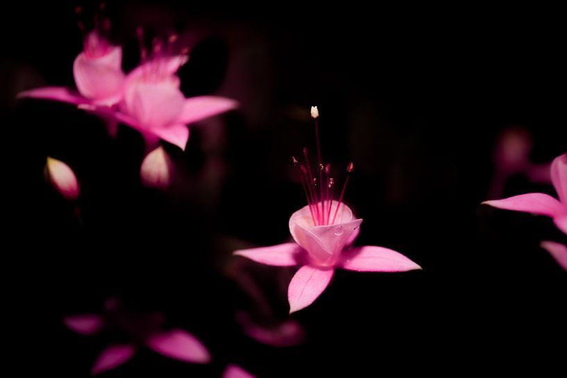 Fuchsia at night by Patrick Schwarzbach