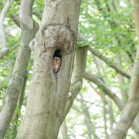 Tawny owl in a beech by Marcel Klootwijk