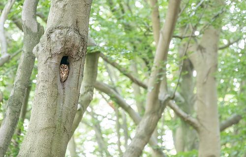 Chouette hulotte dans un hêtre sur Marcel Klootwijk