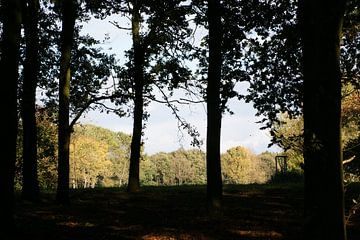 Door de bomen het bos kunnen zien