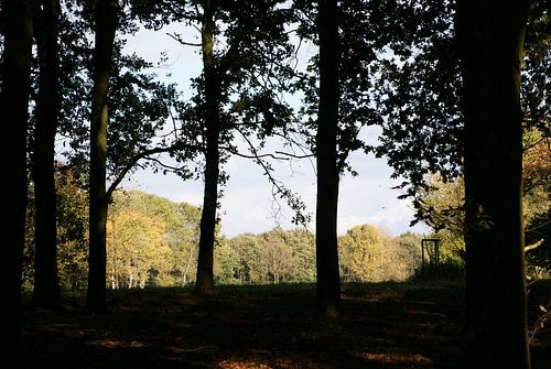 Door de bomen het bos kunnen zien