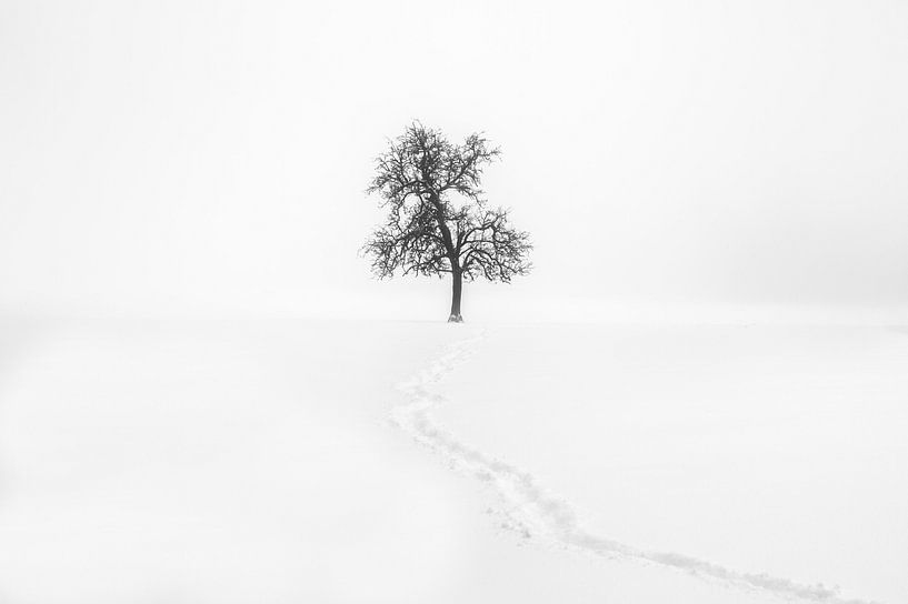 Minimalisme | Eenzame boom in sneeuw met pad van Steven Dijkshoorn