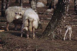 Newborn lambs by Eefke Peeters