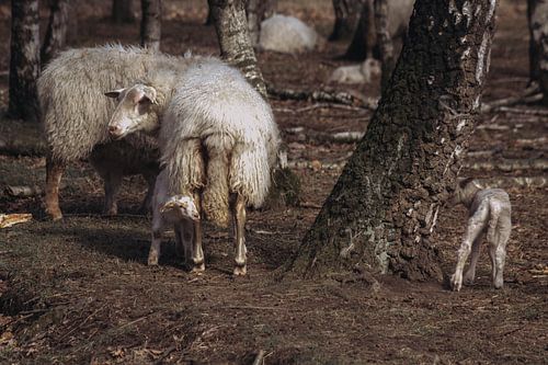 Agneaux nouveau-nés sur Eefke Peeters
