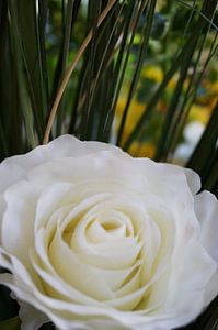 Weiße Rose