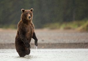 Alaska Peninsula Brown Bear, Ursus arctos gyas von AGAMI Photo Agency