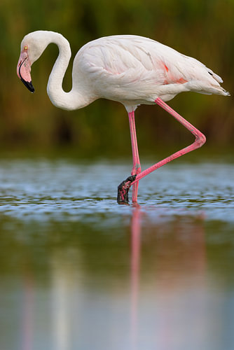 Pink flamingo (Phoenicopterus roseus)