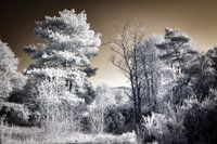 Paysage infrarouge unique et surréaliste avec des arbres argentés et un ciel doré.