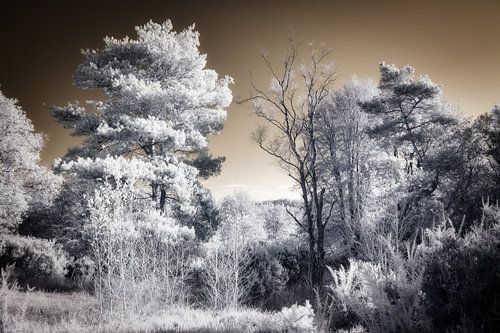 Surreal unique infrared landscape with silvery trees and golden sky.