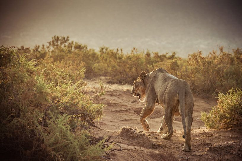 Lioness on the road by Dave Oudshoorn