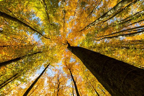 Look up at the treetops.
