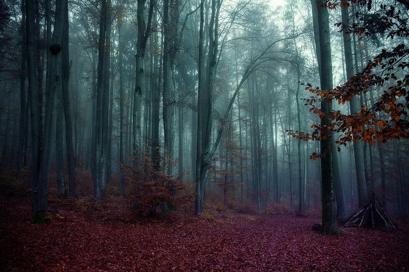 Mystic Wood von Franz Nagler