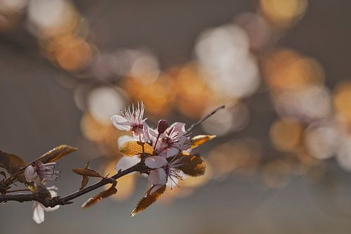 Blossoms in the morning sun