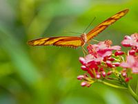 Orange beauty