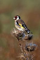 Putter op distel in avondlicht