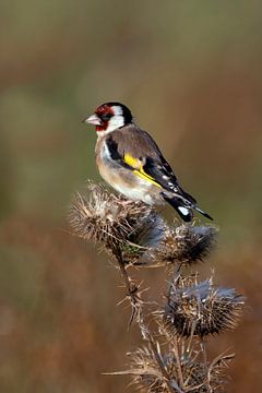 Goldfinch on thistle in evening light by Henk Zielstra