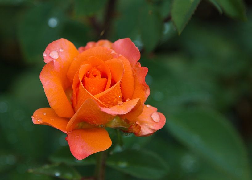 Rose in orange  mit Wassertropfen von Anja B. Schäfer