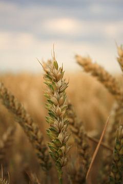 Grain. by Chantal Hoofs