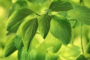 Groene bladeren van Violetta Honkisz